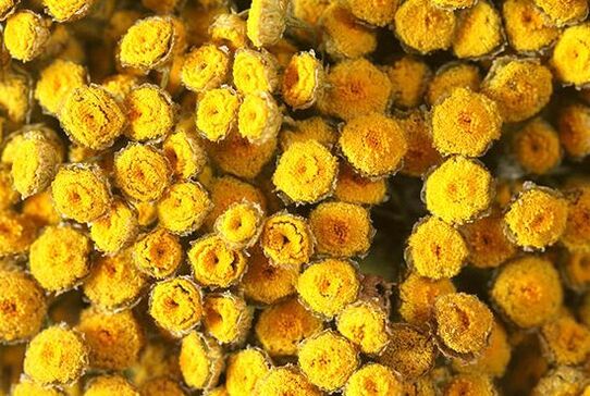 Treat tansy helminthiasis with care
