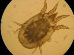 Check under a microscope